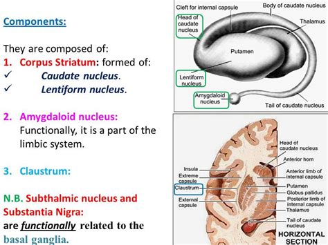 Caudate Nucleus, Internal Capsule, Phrenology, Limbic System, Clefts ...