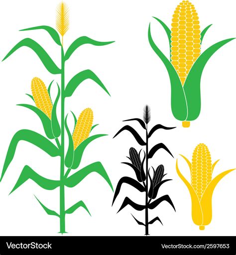 Corn Royalty Free Vector Image - VectorStock