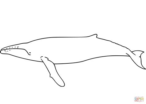 How To Draw A Humpback Whale