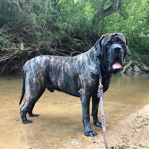 a large black dog standing in shallow water