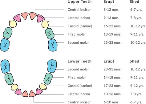 Primary Tooth Exfoliation Chart