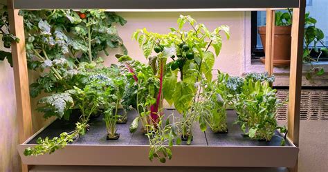 4 Best Indoor Smart Gardens | The Strategist