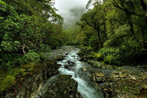 Temperate Rain Forests of New Zealand