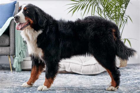 Bernese Mountain Dog: Full Profile, History and Care