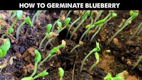 How To Germinate Blueberry Seeds Fast | Starting Seeds or Growing ...