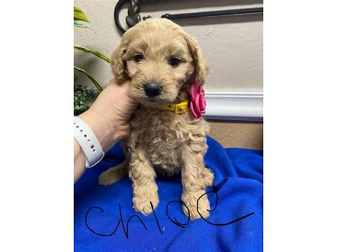 F1b Goldendoodle puppies for sale Boise - Puppies for Sale Near Me