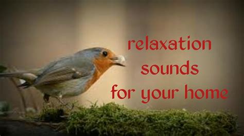 Relaxing birds sounds - YouTube