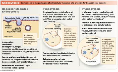 Three types of endocytosis: receptor-mediated, pinocytosis, and phagocytosis. | Plasma membrane ...