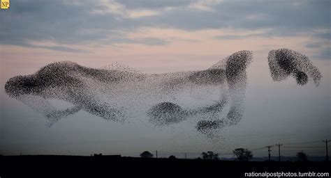 Murmuration via the National Post on Tumblr. | Murmuration, Starling, Wildlife photography