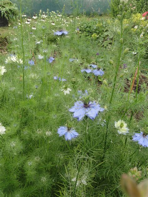 Love in the Mist | Garden inspiration, Flower cottage, Mists