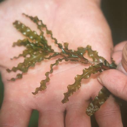 Curlyleaf Pondweed - UPL Aquatics