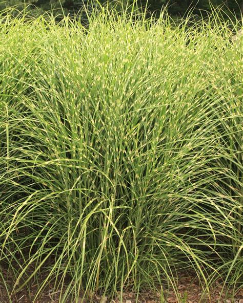 Departments - Grass Miscanthus 'Tiger Tail' 2 Gallon