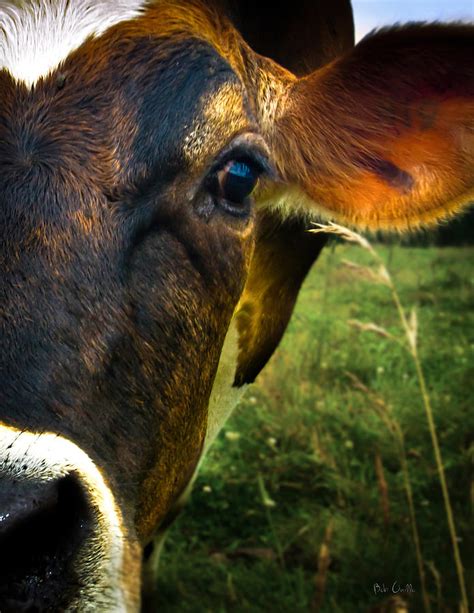 Cow eating grass Photograph by Bob Orsillo