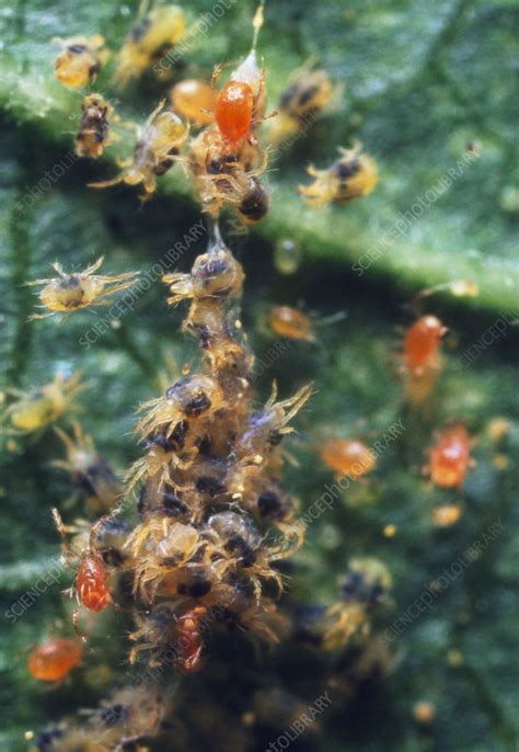 Orange predatory mites attacking spider mites - Stock Image - E779/0002 - Science Photo Library