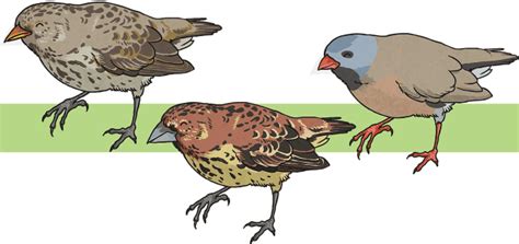 What are the Galapagos finches? - Twinkl Homework Help