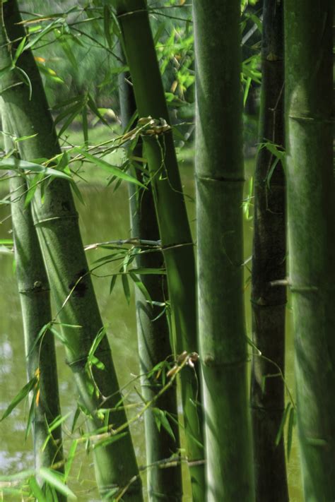 Bamboo garden background - StockFreedom - Premium Stock Photography