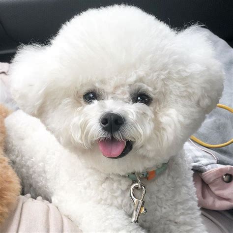 💌 ꒱┊𝑠𝑜𝑚𝑒𝑡𝘩𝑖𝑛𝑔 𝑠𝑝𝑒𝑐𝑖𝑎𝑙 in 2021 | Bichon frise, Bichon, Cute dogs