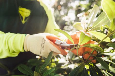 Shrub Pruning in Summer – Breaking the Rules - Tree Topics