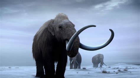 Great Mammoth Mystery | NOVA | PBS