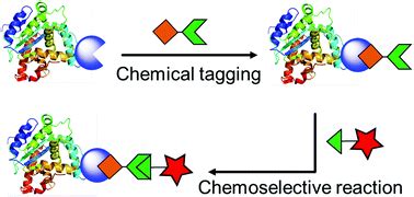 Selective chemical labeling of proteins - Organic & Biomolecular ...