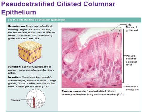 Eight types of epithelial tissue | Basic anatomy and physiology, Tissue ...