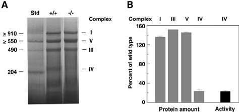 Two-dimensional resolution of the subunits of OXPHOS complexes. Lanes ...