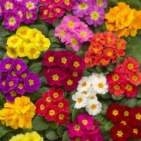 How to Plant and Care for Primroses as Annuals or Perennials | Dengarden