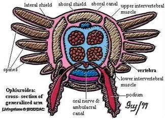 Body Systems - *Brittle Stars*