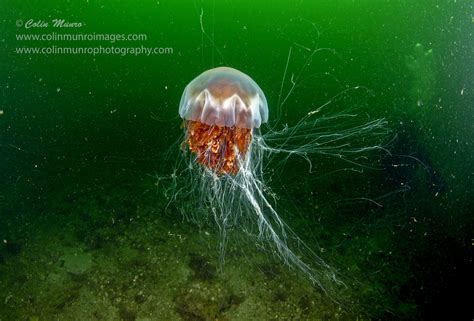 The extraordinary life cycle of the lion’s mane jellyfish | Marine Bio ...