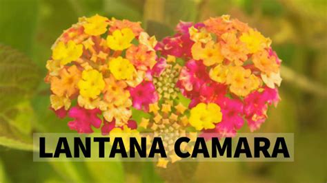 Lantana Camara Benefits, Uses, Side Effects - HERBS FOR HEALTH