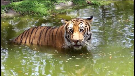 royal bengal tiger at nehru zoological park||wild animals at the zoo ...