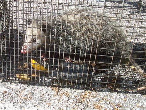 What kind of bait to catch a opossum?