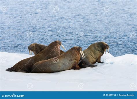 Four Walrus Lying On The Snow Stock Image - Image: 12503751