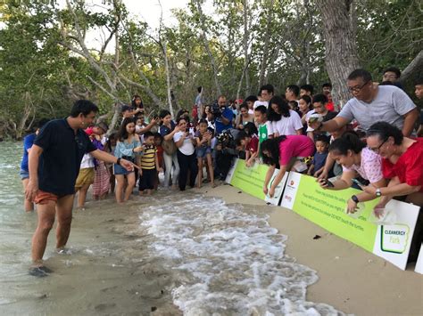 238 pawikan hatchlings released in April at the Cleanergy Park | Edge Davao