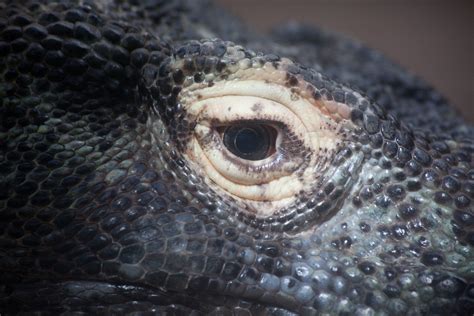 komodo dragon eye | houston zoo, houston, tx | Ed Schipul | Flickr