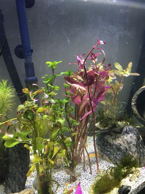 Ludwigia Repens (Absolutely Stunning Aquarium Plant) – DustinsFishtanks