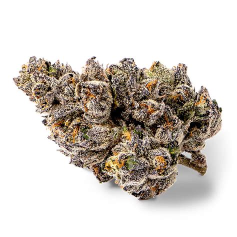 Jokerz feminized seeds for sale cannabis seeds strain