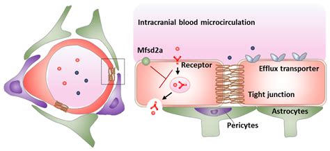 Pharmaceutics | Free Full-Text | Modulation of the Blood–Brain Barrier for Drug Delivery to Brain