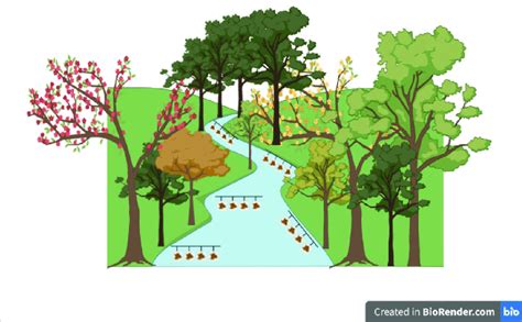 Scheme illustrating of litter decomposition experiment with leaf litter ...