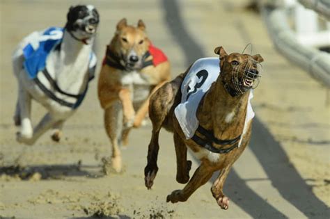 Wednesday's Dog Racing tips: Swiftly does it at Hove this afternoon ...