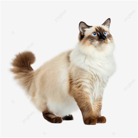 Ragdoll Cat On White Background, Ragdoll, Cat, White PNG Transparent ...