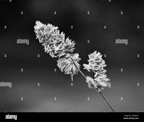 Close-up of grass seed head in black and white Stock Photo - Alamy