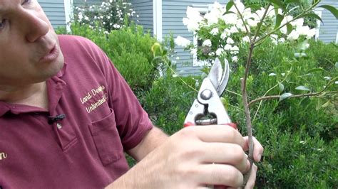 Pruning Evergreen Shrubs the Easy Way