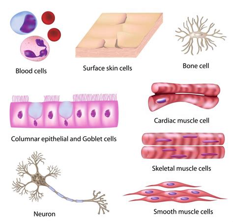 Unit 12 Anatomy/Physiology - Schuette Science