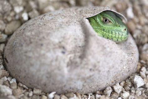 Lesser Antillean Iguana | Baby animals pictures, Baby animals, Animals