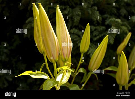 Lily Pods High Resolution Stock Photography and Images - Alamy