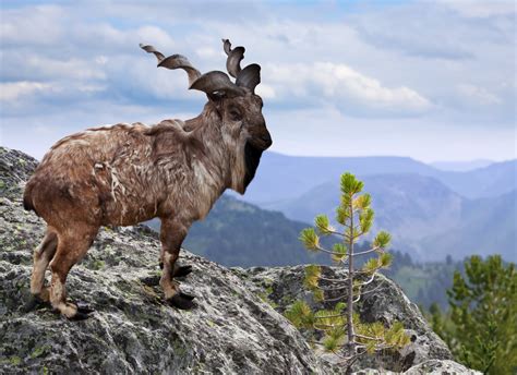 This is the markhor, a large wild goat found in Central Asia. Was ...