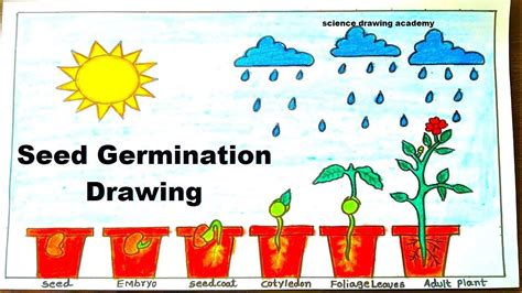 seed germination drawing easy and step by step | Seed germination, Germination, Easy drawings