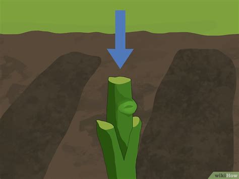 Cómo injertar rosas: 14 Pasos (con imágenes) - wikiHow