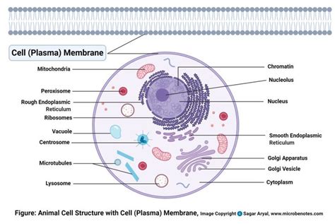 Cell Organelles- Structure and Functions with labeled diagram | Cell ...